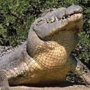 чракадайл лакост