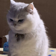 爱吃苹果的毛毛虫