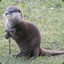 MasterOtter