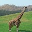 Short_Giraffe_