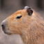 mode:capybara