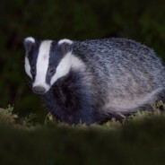 Borsóczek ®CSGOSKINS