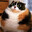 Котость