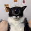 Cyclops Cat