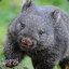 wombat