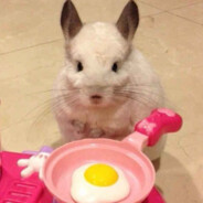 Chinchilla