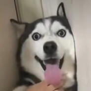 因为apex进不去被迫改了名字