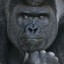 Thinking.Silverback