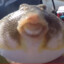 acoolpufferfish
