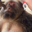 folk valley monkey