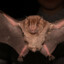 RATBAT