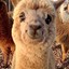 Alpaca Upaca