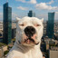 BOBI ^__^