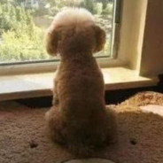 采菇凉的小蘑菇