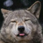 Silly Wolp