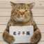 朝歌