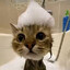 Котик