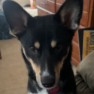 dog smoking a cigarette