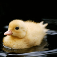 Duckling_1