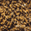 13,000 bees
