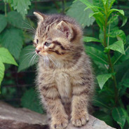 Lynxer - steam id 76561197964332692