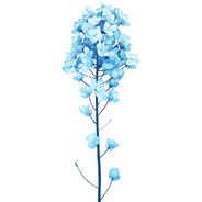 あおざき あおこ