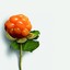 CloudBerry