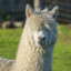 La Llama