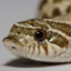 GenVantes