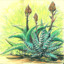 aloevera