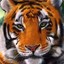 ☯ Tiger ☯