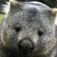 Wombat