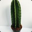 cactus2378