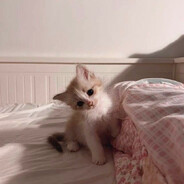 meow - steam id 76561199052880919
