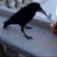 crow