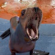 General of the Sealion's