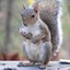 jose_squirrel