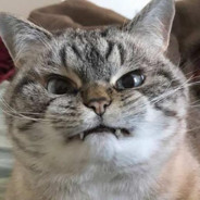 CatDaddy - steam id 76561197970969437