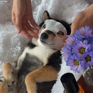 我是狗，我不用上班