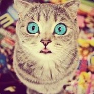 Meow777
