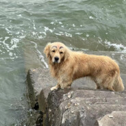 尼伯龙根计划斯内克