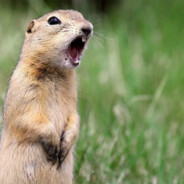 GopherBoy