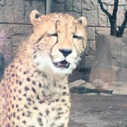 修成一座万年桥