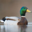 Mallard