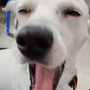 Very Serious Chihua