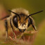The Humble Bumblebee: