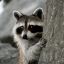 SuperRacoon