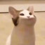 popo猫
