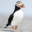 Nihilistic Puffin