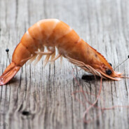 Gustav die wilde Garnele